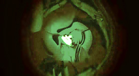 The crest inside Shelcoof glows.