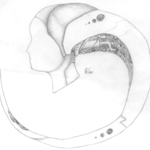 The Inside of Azel's Head